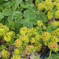 Alchemilla faroensis var. pumila